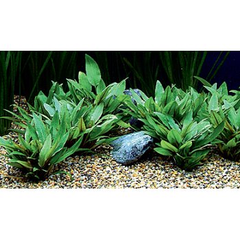 ANUBIAS - CRYPTOCORYNE WENDTII "GREEN"